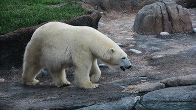 Assistir Os Segredos do Zoológico Temporada 2 Episódio 11 Online em HD