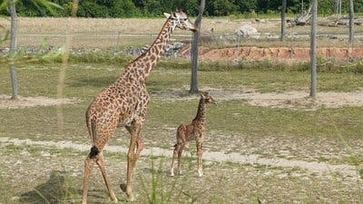 Assistir Os Segredos do Zoológico Temporada 5 Episódio 6 Online em HD