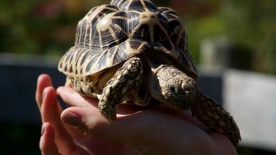 Assistir Os Segredos do Zoológico Temporada 4 Episódio 4 Online em HD