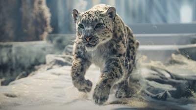 Assistir His Dark Materials: Fronteiras do Universo Temporada 3 Episódio 7 Online em HD