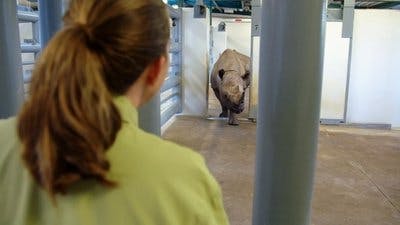 Assistir A Magia do Disney’s Animal Kingdom Temporada 2 Episódio 5 Online em HD