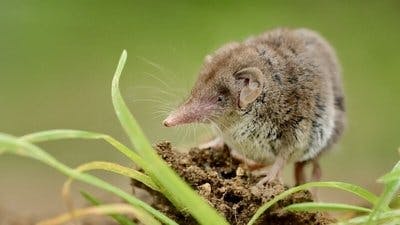 Assistir Pequenos Gigantes da Natureza Temporada 1 Episódio 16 Online em HD