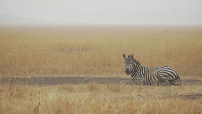 Assistir Maravilhas Ocultas da África Temporada 1 Episódio 1 Online em HD