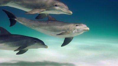 Assistir A Beleza Secreta dos Animais Temporada 2 Episódio 4 Online em HD