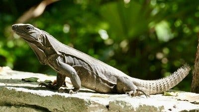 Assistir Pequenos Gigantes da Natureza Temporada 1 Episódio 12 Online em HD
