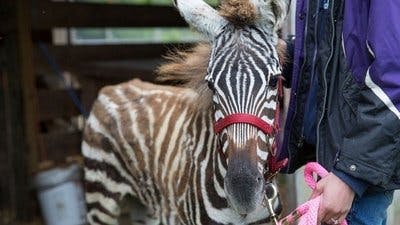 Assistir Clínica Animal com Dr. Pol Temporada 7 Episódio 9 Online em HD