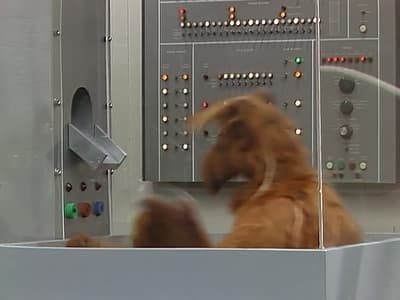 Assistir ALF, o ETeimoso Temporada 2 Episódio 24 Online em HD