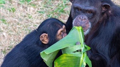 Assistir A Vida Secreta dos Chimpanzés Temporada 1 Episódio 5 Online em HD