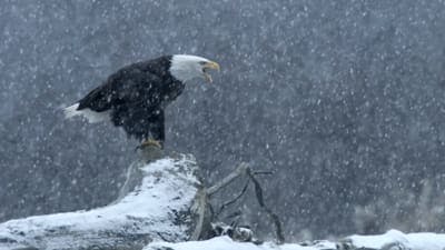 Assistir Yellowstone: One-Fifty Temporada 1 Episódio 2 Online em HD