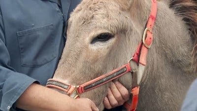 Assistir Clínica Animal com Dr. Pol Temporada 21 Episódio 4 Online em HD
