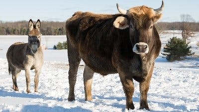 Assistir Clínica Animal com Dr. Pol Temporada 11 Episódio 5 Online em HD
