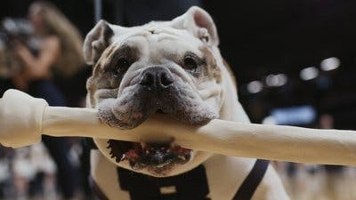 Assistir Apenas Cães Temporada 2 Episódio 1 Online em HD