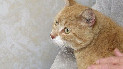 Assistir Clínica Animal com Dr. Pol Temporada 11 Episódio 6 Online em HD