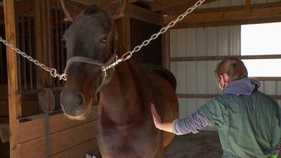 Assistir Clínica Animal com Dr. Pol Temporada 19 Episódio 6 Online em HD
