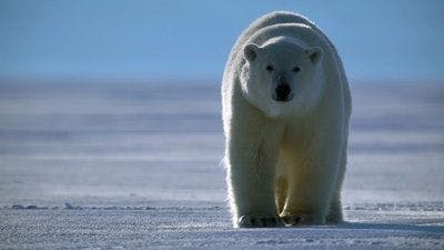 Assistir A Beleza Secreta dos Animais Temporada 2 Episódio 3 Online em HD