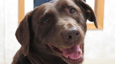 Assistir Clínica Animal com Dr. Pol Temporada 12 Episódio 6 Online em HD