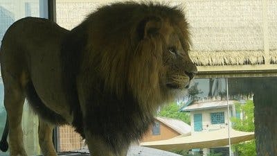 Assistir Os Segredos do Zoológico Temporada 5 Episódio 7 Online em HD