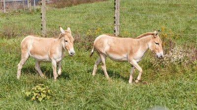 Assistir Os Segredos do Zoológico Temporada 2 Episódio 4 Online em HD