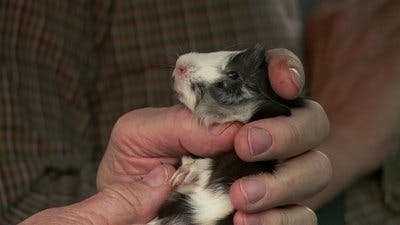 Assistir Clínica Animal com Dr. Pol Temporada 20 Episódio 5 Online em HD