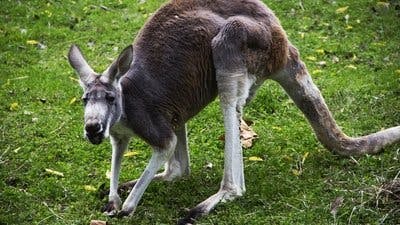 Assistir Os Segredos do Zoológico Temporada 1 Episódio 3 Online em HD