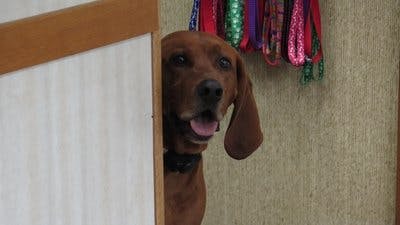 Assistir Clínica Animal com Dr. Pol Temporada 17 Episódio 3 Online em HD