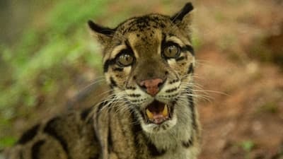 Assistir Gatos Selvagens da Índia Temporada 1 Episódio 2 Online em HD