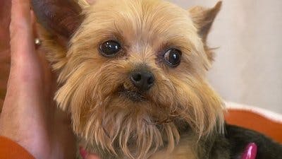 Assistir Clínica Animal com Dr. Pol Temporada 12 Episódio 2 Online em HD