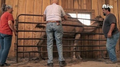 Assistir Clínica Animal com Dr. Pol Temporada 21 Episódio 2 Online em HD