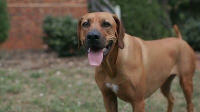 Assistir Apenas Cães Temporada 2 Episódio 2 Online em HD