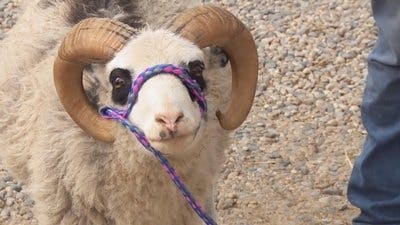 Assistir Clínica Animal com Dr. Pol Temporada 13 Episódio 3 Online em HD