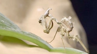 Assistir Pequenos Gigantes da Natureza Temporada 1 Episódio 19 Online em HD