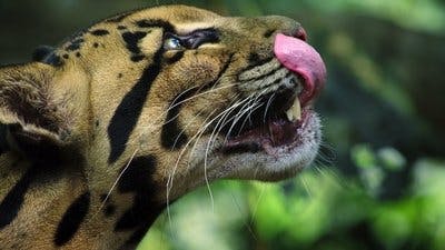 Assistir A Beleza Secreta dos Animais Temporada 1 Episódio 1 Online em HD