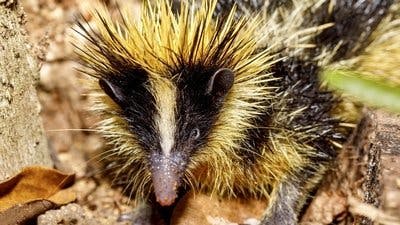 Assistir Pequenos Gigantes da Natureza Temporada 1 Episódio 11 Online em HD