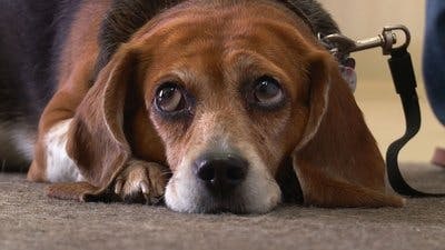 Assistir Clínica Animal com Dr. Pol Temporada 12 Episódio 4 Online em HD