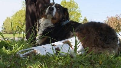 Assistir Clínica Animal com Dr. Pol Temporada 12 Episódio 9 Online em HD