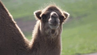 Assistir Os Segredos do Zoológico Temporada 2 Episódio 9 Online em HD