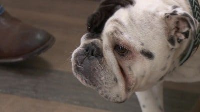 Assistir Clínica Animal com Dr. Pol Temporada 15 Episódio 1 Online em HD