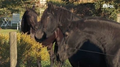 Assistir Clínica Animal com Dr. Pol Temporada 21 Episódio 3 Online em HD
