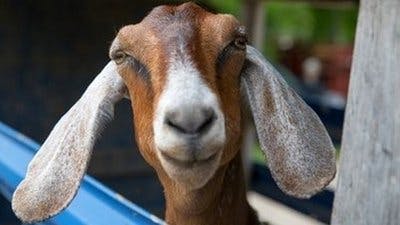 Assistir Clínica Animal com Dr. Pol Temporada 7 Episódio 7 Online em HD
