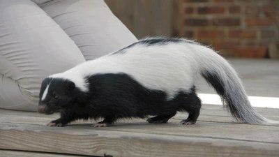 Assistir Os Segredos do Zoológico Temporada 2 Episódio 7 Online em HD