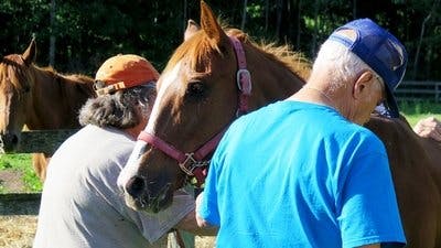 Assistir Clínica Animal com Dr. Pol Temporada 10 Episódio 7 Online em HD