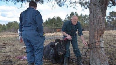 Assistir Clínica Animal com Dr. Pol Temporada 7 Episódio 2 Online em HD