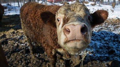 Assistir Clínica Animal com Dr. Pol Temporada 11 Episódio 4 Online em HD