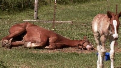 Assistir Clínica Animal com Dr. Pol Temporada 20 Episódio 10 Online em HD