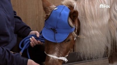 Assistir Clínica Animal com Dr. Pol Temporada 21 Episódio 9 Online em HD