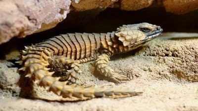 Assistir Pequenos Gigantes da Natureza Temporada 1 Episódio 6 Online em HD