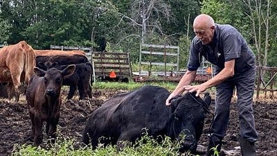 Assistir Clínica Animal com Dr. Pol Temporada 19 Episódio 3 Online em HD