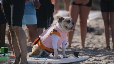 Assistir Pet Stars Temporada 1 Episódio 5 Online em HD