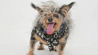 Assistir Pet Stars Temporada 1 Episódio 1 Online em HD