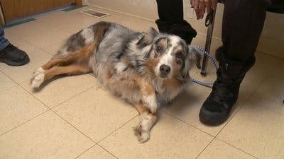 Assistir Clínica Animal com Dr. Pol Temporada 13 Episódio 13 Online em HD